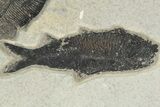 Diplomystus & Knightia Fossil Fish - Wyoming #189623-3